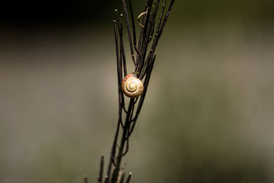 Close-up of snail on metal