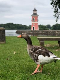 Duck on a field