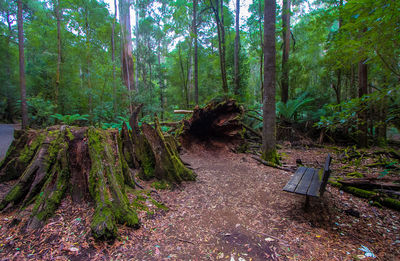 Trees growing in forest