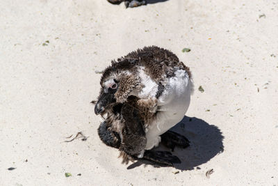 High angle view of bird on beach