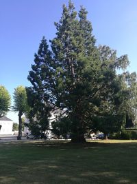 Trees in park against clear sky