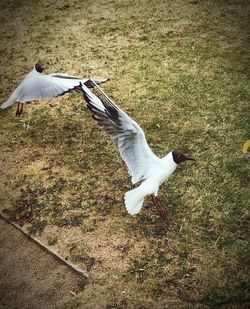 Seagull flying over a land