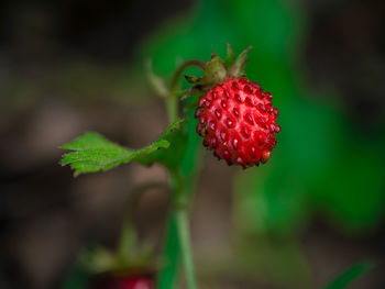 Close-up of strawberry growing on plant