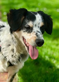 Close-up portrait of a dog