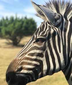 Close-up of zebra on field