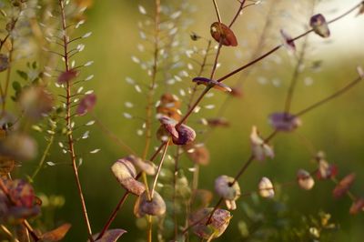 Purple stems of field plants on green grass defocused background