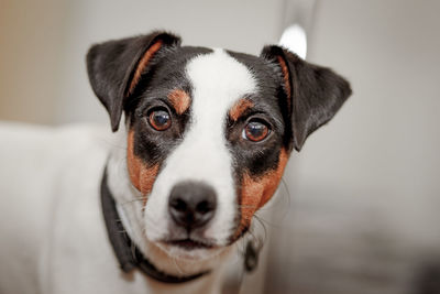 Close-up portrait of jack russell terrier