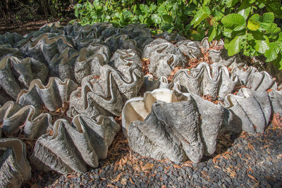 High angle view of giant clams on field