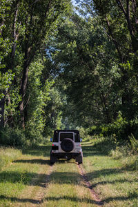 Car on road amidst trees in forest