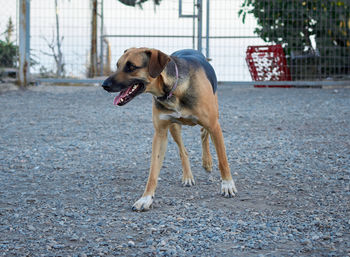 Dog looking away