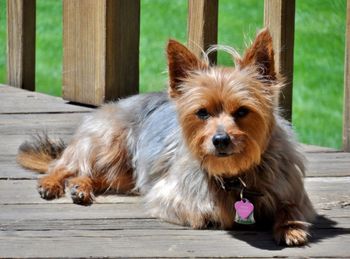 Close-up portrait of dog