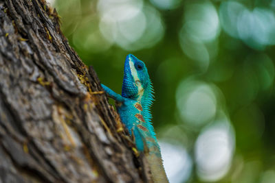 Close-up of parrot on tree trunk