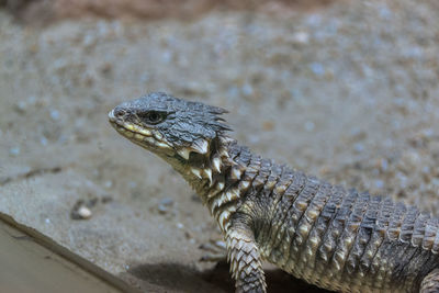Close-up of lizard