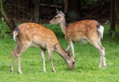 Side view of deer on field