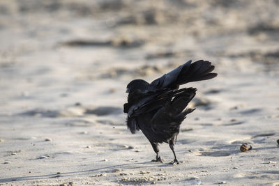 Close-up of a bird on beach