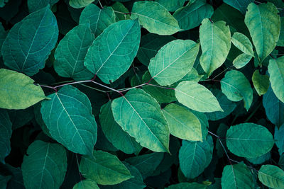 Close-up of leaves