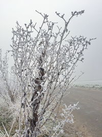 Close-up of frozen tree against clear sky