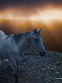 Horse standing in a field