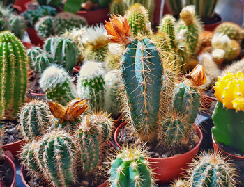 Close-up of prickly pear cactus