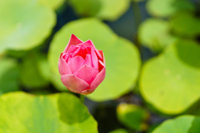 Close-up of pink lotus water lily