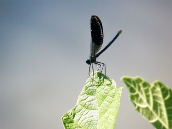 Close-up of butterfly on leaf