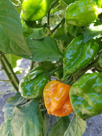 Close-up of orange fruit on plant