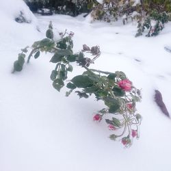 Close-up of snow on plant