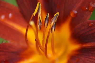 Macro shot of orange day