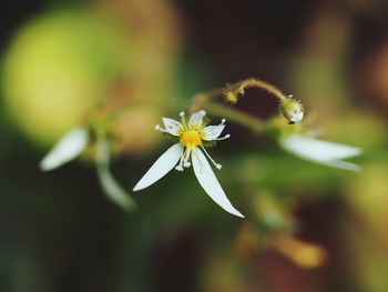 Close-up of white flower blooming outdoors