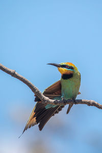 Bird perching on a branch against sky