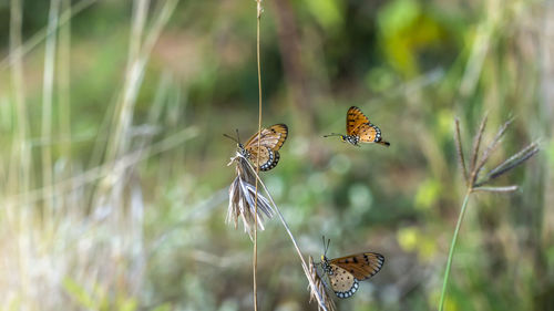 Butterfly pollinating flower