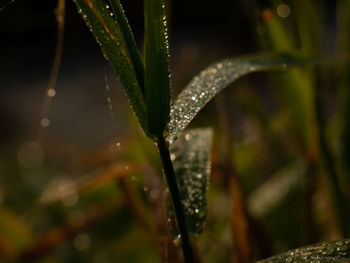 Close-up of wet plant