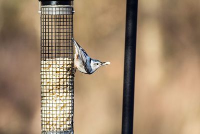 Side view of bird perching on feeder