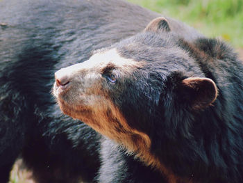 Close-up of dog looking away