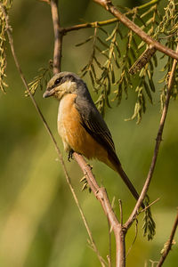 Close-up of bird perching on branch