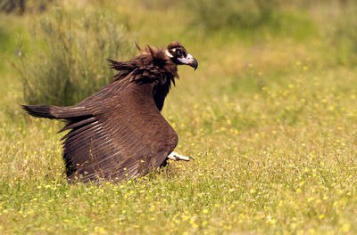 Side view of a bird on grass