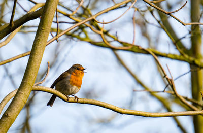 Close-up of bird perching on branch