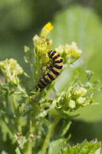 Close-up of insect on plant