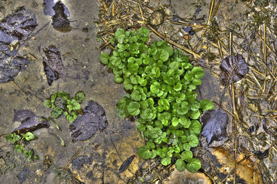 High angle view of plants growing in water