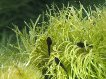 Close-up of plants