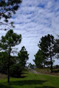 Trees on field against sky