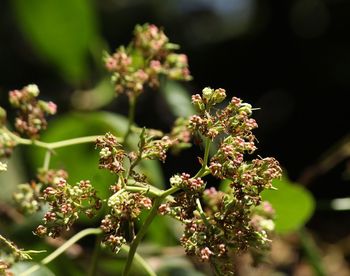 Close-up of flowering plant