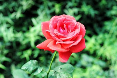 Close-up of pink rose