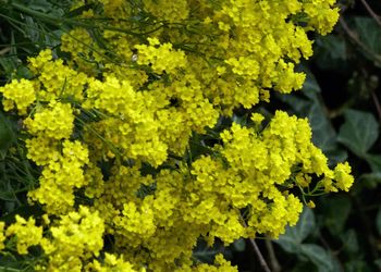 Close-up of yellow flowering plant