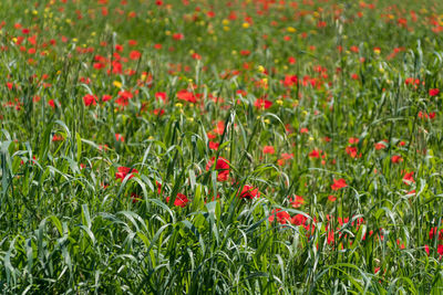 Close-up of red poppy flowers on field