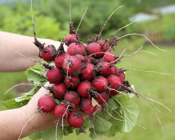 Red radishes in hands, bunch of ripe radishes in woman hands