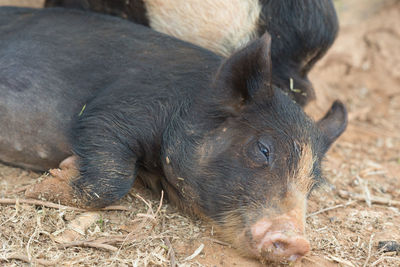 Close-up of a lying resting on field