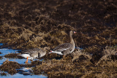 Birds on a field