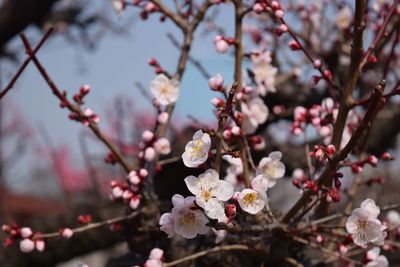 Close-up of cherry blossoms