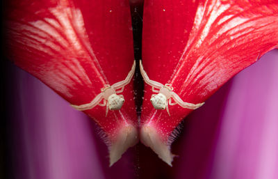 Close-up of pink rose flower